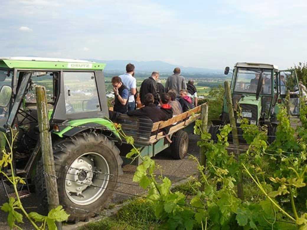 Traktorfahrt mit Weinprobe im Kaiserstuhl
